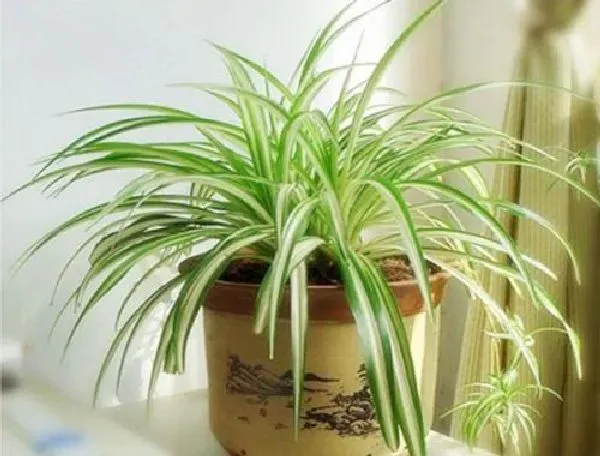 植物浇水|吊兰浇水要浇透吗 浇水浇多少合适
