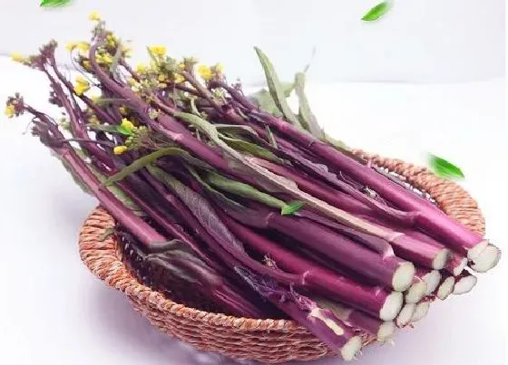 冬天植物|油菜抗冻吗