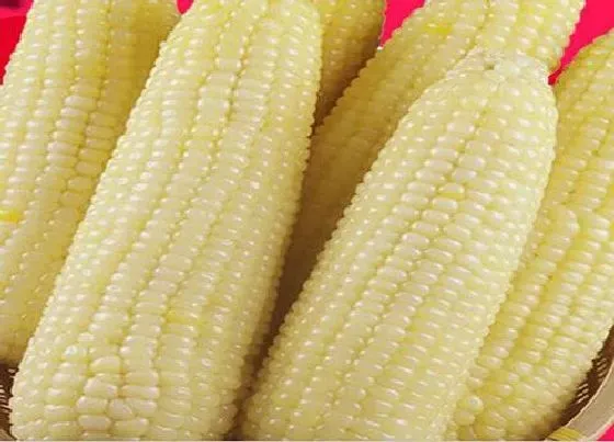 食用常识|玉米煮多少分钟就可以吃了（冷冻水果玉米多长时间能吃）