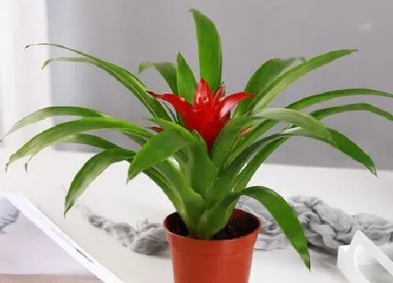 植物招财|店铺摆放什么植物招财又好养 摆放店门口聚财的绿植