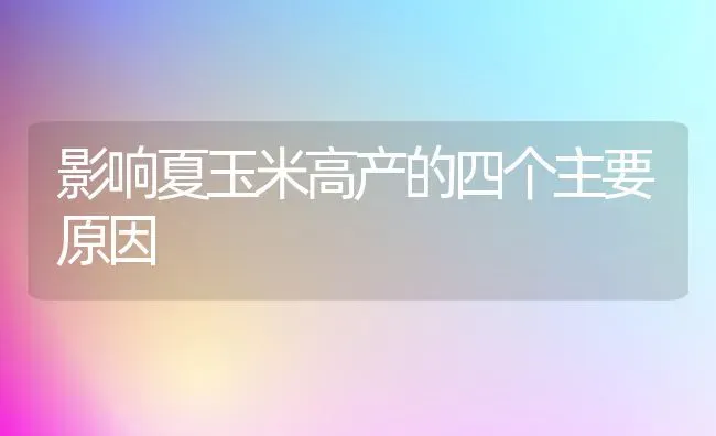 影响夏玉米高产的四个主要原因 | 粮油作物种植