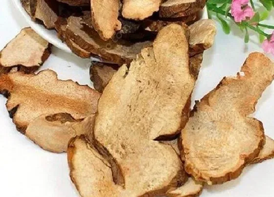 食用科普|土茯苓是热性还是凉性