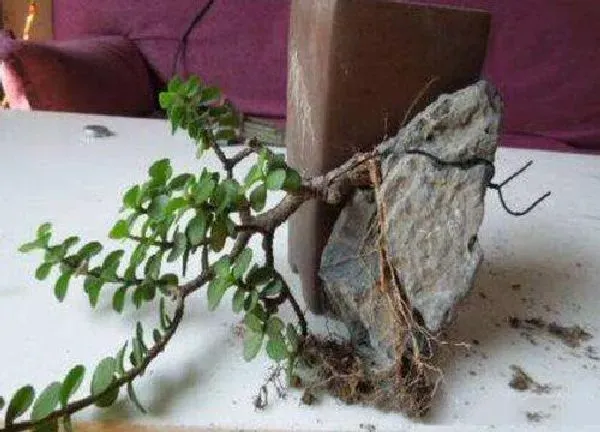 植物扦插|金枝玉叶怎样扦插繁殖