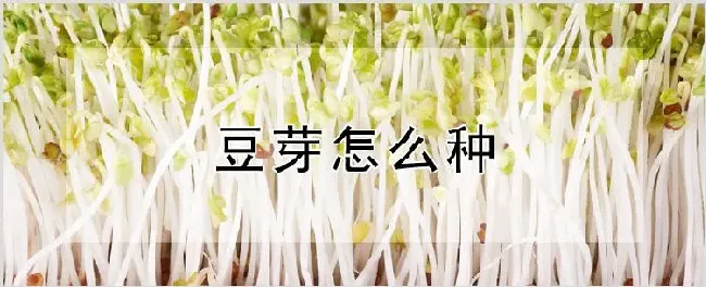 豆芽怎么种 | 农业科普