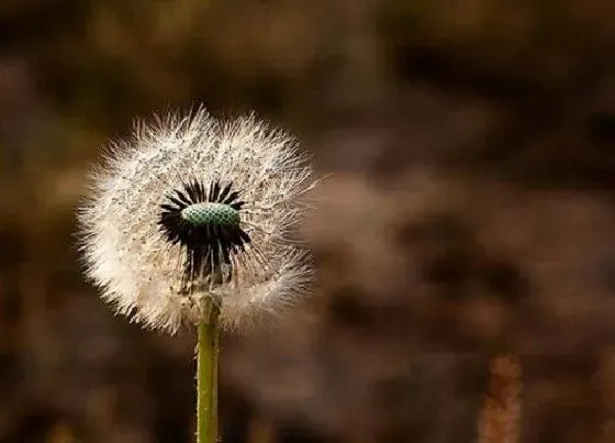 种植管理|蒲公英几月份种合适