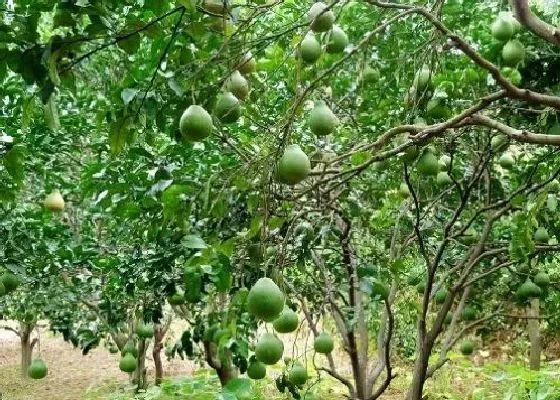 植物嫁接|柚子树什么时候嫁接成活率高