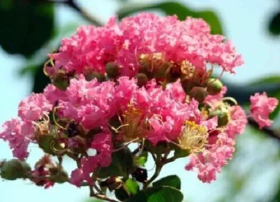 绿植|属猪的适合养什么植物旺财（生肖猪种什么植物旺自己财运）