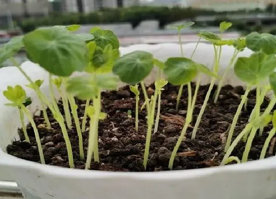 植物百科|旱荷花冬天开花吗