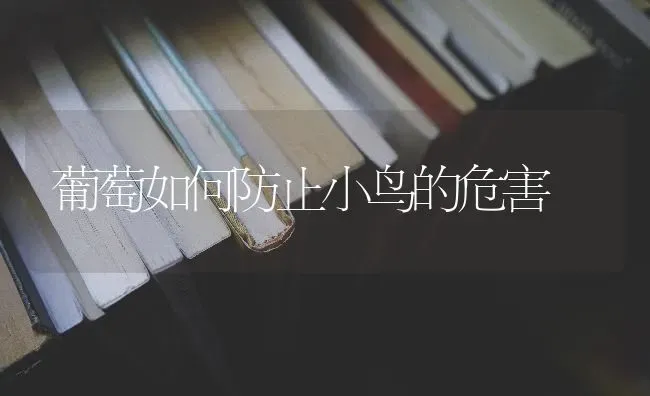 葡萄如何防止小鸟的危害 | 瓜果种植