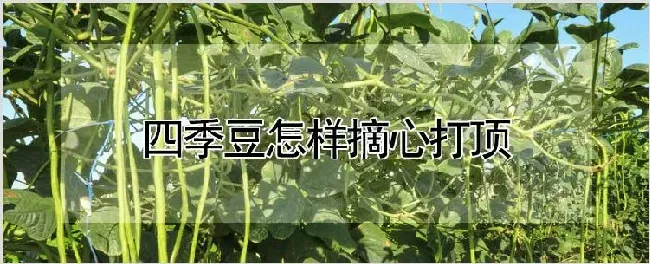 四季豆怎样摘心打顶 | 农业科普