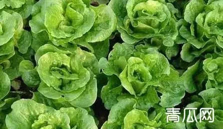 蔬菜旺长有什么危害？怎样防治？ | 种植技术