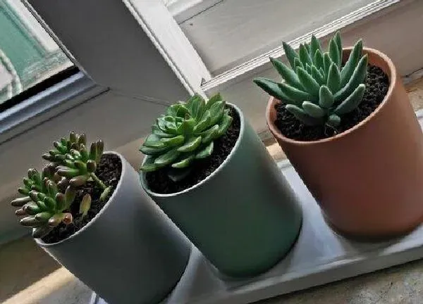 植物移栽|姬胧月多久服盆