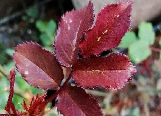 植物虫害|花上有腻虫用什么方法去除（腻虫除了药还有什么小妙招）