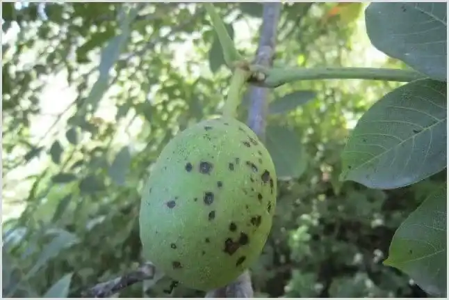 核桃树叶发黄原因及病症解决办法 | 种植施肥