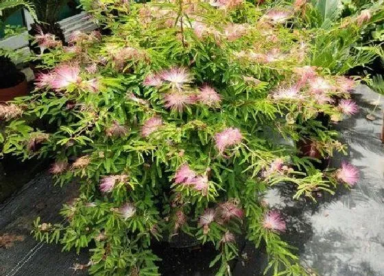 开花时间|合欢什么时候开花 花期持续多长时间