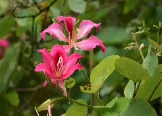 花卉百科|树上开的花有哪些 长在树上的花有哪些植物（图片）