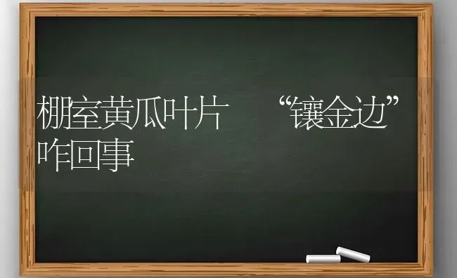 棚室黄瓜叶片 “镶金边”咋回事 | 蔬菜种植