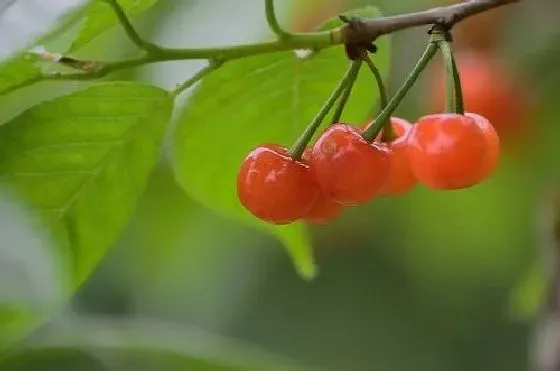 果实科普|樱桃树几月开花结果 什么时候开花结果