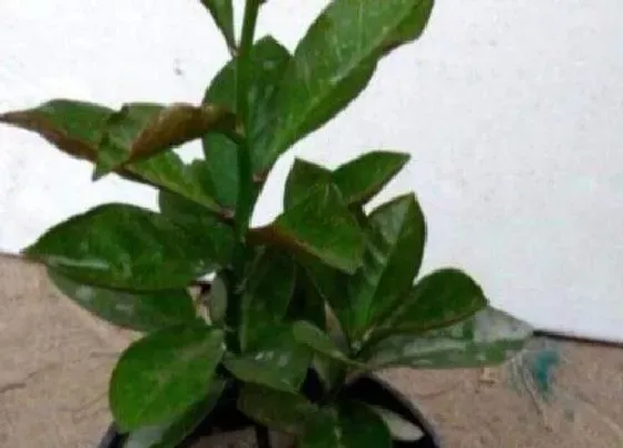 植物百科|仙叶是什么植物 属于什么科植物