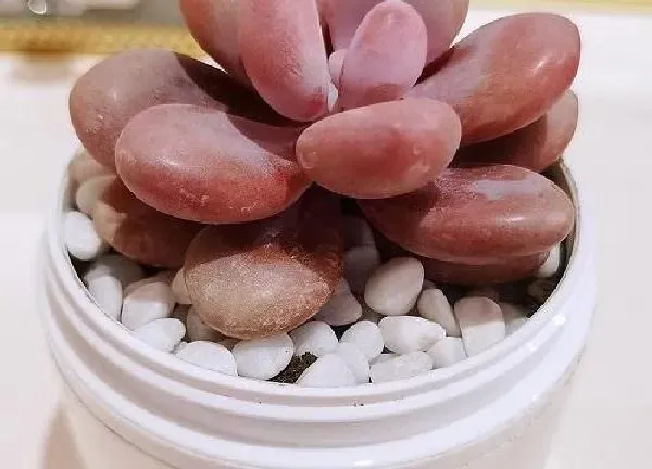植物移栽|桃蛋用深盆还是浅盆好