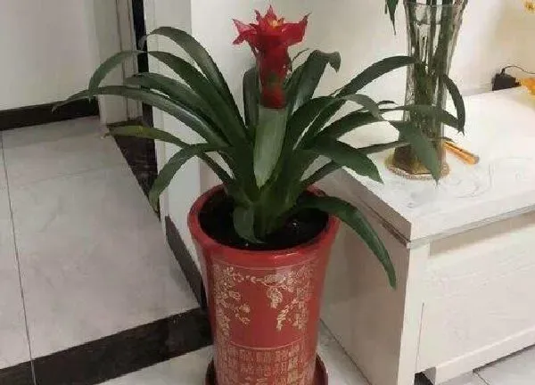 养殖方法|鸿运当头怎么养护长得好