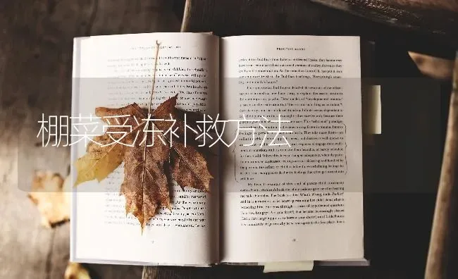 棚菜受冻补救方法 | 蔬菜种植