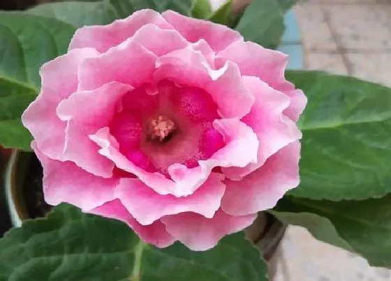 开花时间|大岩桐什么时候开花 一年四季都开花吗