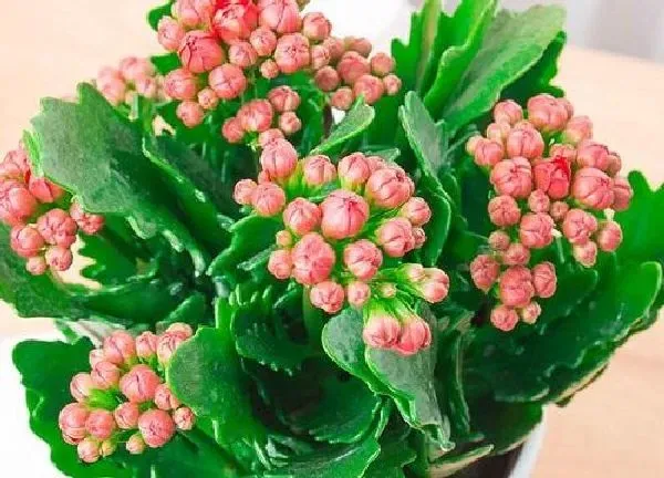 植物浇水|长寿花开花时能浇水吗