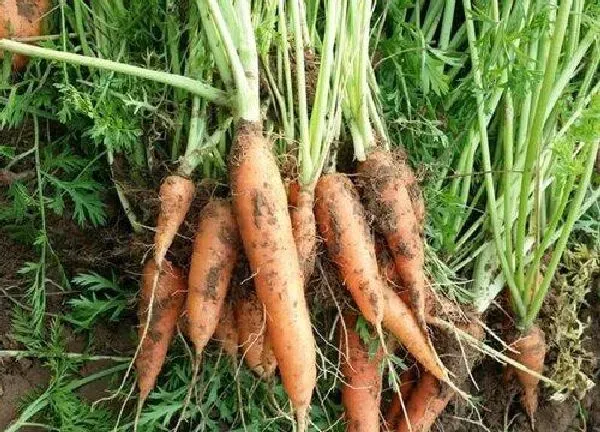 植物移栽|胡萝卜苗可以移栽吗