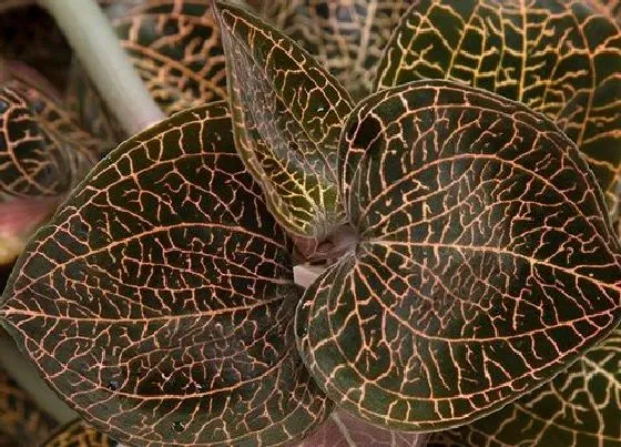 植物繁殖|金线莲怎么繁殖方法和注意事项