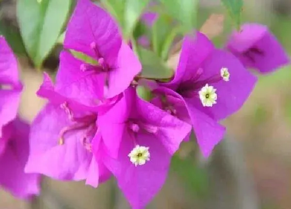 植物浇水|三角梅怎么浇水方法