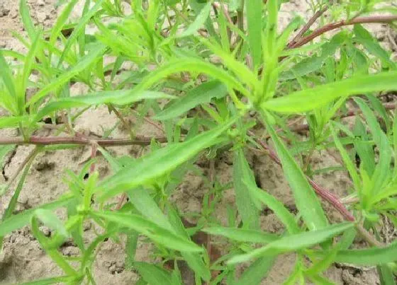 果实成熟|野菜采摘时间和收获季节
