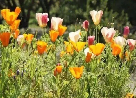 植物百科|花菱草是多年生吗
