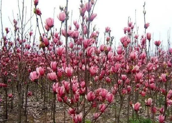 植物寓意|紫玉兰的寓意和象征风水