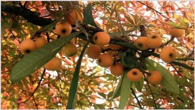 枇杷怎么种植 | 种植资料