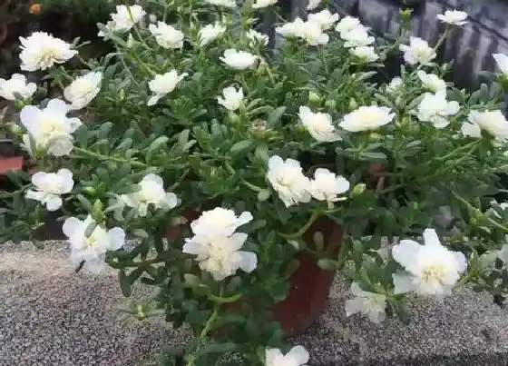 植物百科|重楼是什么植物