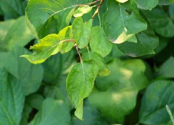 植物病害|杏树黄叶病的原因及治疗处理方法