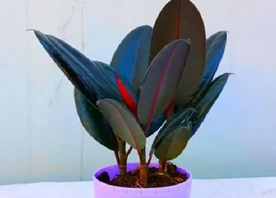 植物种类|五行属木的植物盆栽有哪些