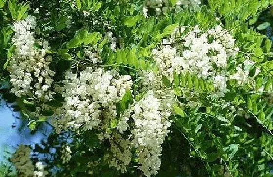 植物寓意|保定的市花是什么花 意义是什么