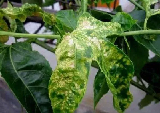 植物病害|百香果病毒病症状与防治方法