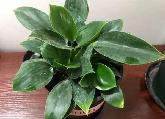 绿植|属猪的适合养什么植物旺财（生肖猪种什么植物旺自己财运）