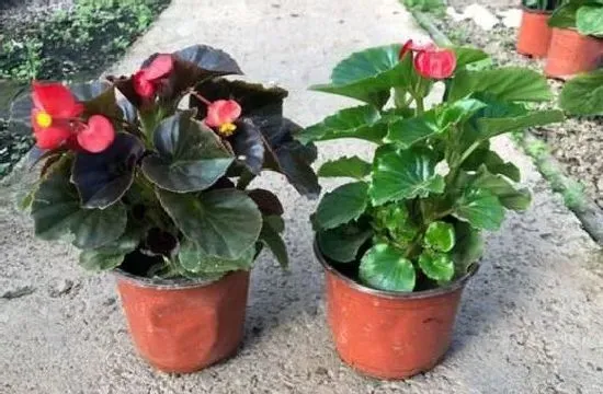 植物繁殖|四季海棠繁殖方法和注意事项，懒人扦插四季海棠方法）