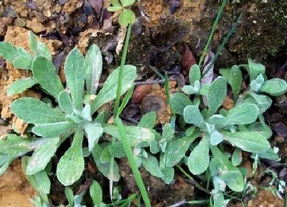 植物百科|清明草又叫什么名称