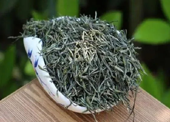 植物产地|毛尖哪里产的最好