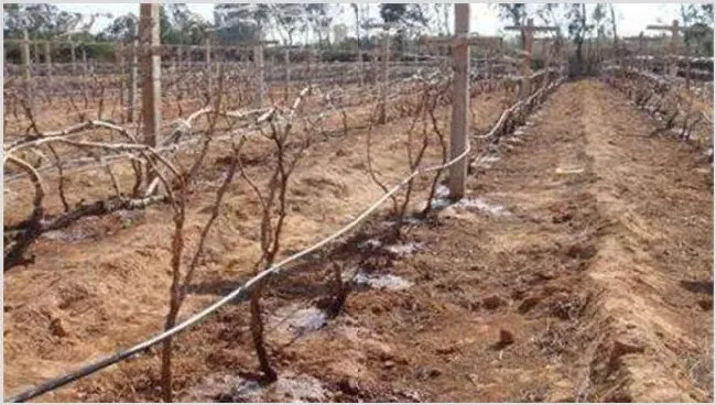 葡萄冬灌作用和方法 | 养殖技术