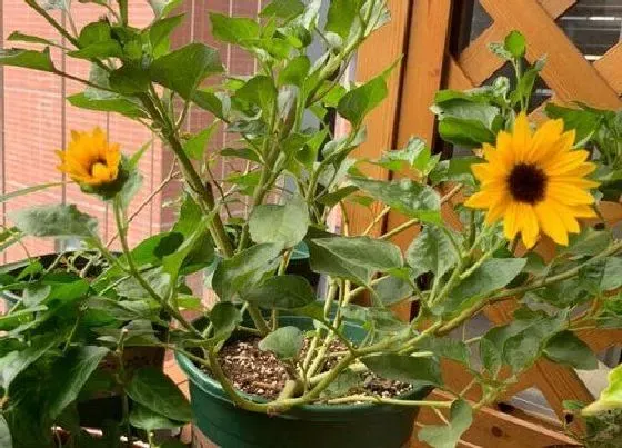 种植位置|家里可以种向日葵花吗
