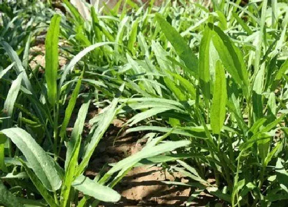 种植管理|空心菜适合几月份种植 种植技术和时间