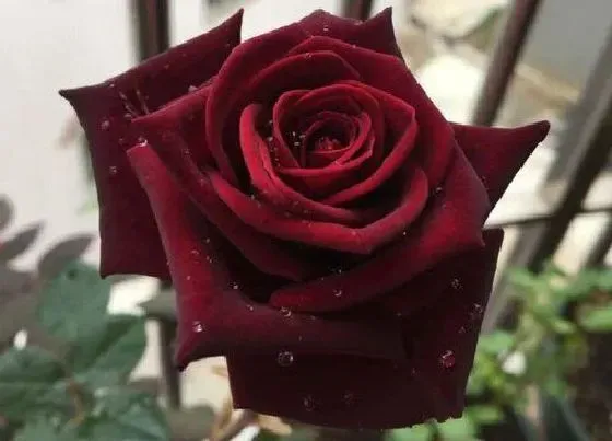 叶子干枯|玫瑰花叶子干枯怎么办