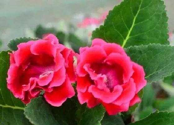 开花时间|大岩桐什么时候开花 一年四季都开花吗