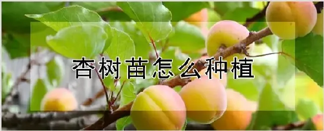 杏树苗怎么种植 | 耕种资料